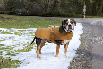 Customized Carhartt Pet Chore Coat